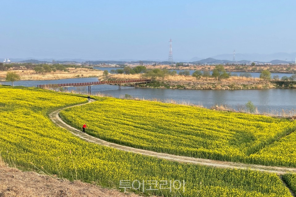 둑길에서 바라본 강변 유채꽃밭과 동섬.사진 제공 @나주시청