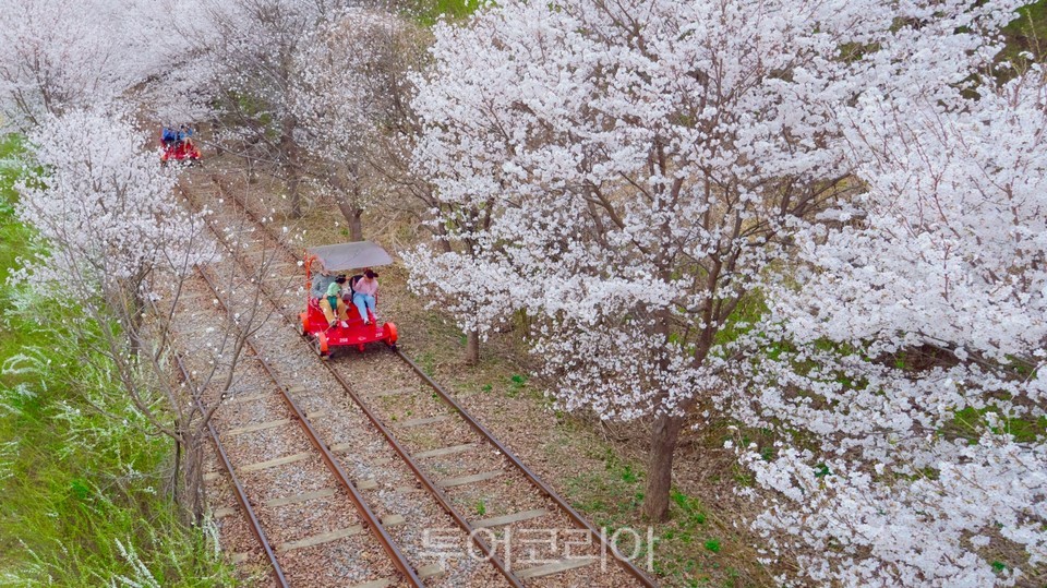 벚꽃 터널을 지나는 가평 레일바이크.사진 제공@강촌 레일파크