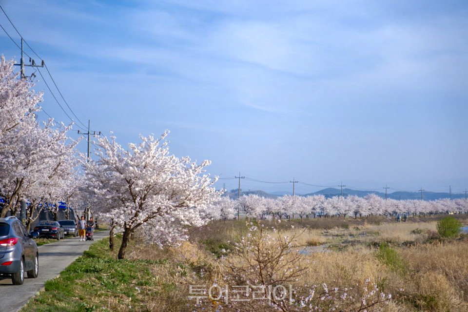 임고강변공원이 가장 아름다운 계절.사진 제공@새영천알림이단 이상현