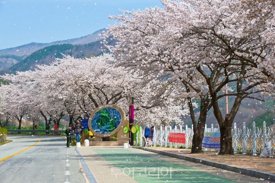꽃비 내리는 영천의 봄.사진 제공 @영천시
