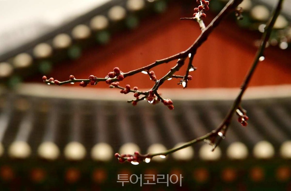 봄비 머금은 백양사 고불매(古佛梅) / 사진-장성군
