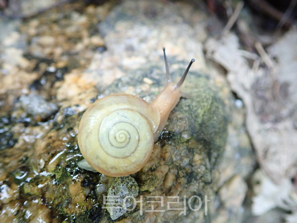 9위 한국에만 있는 참달팽이, 신규 서식지 발견