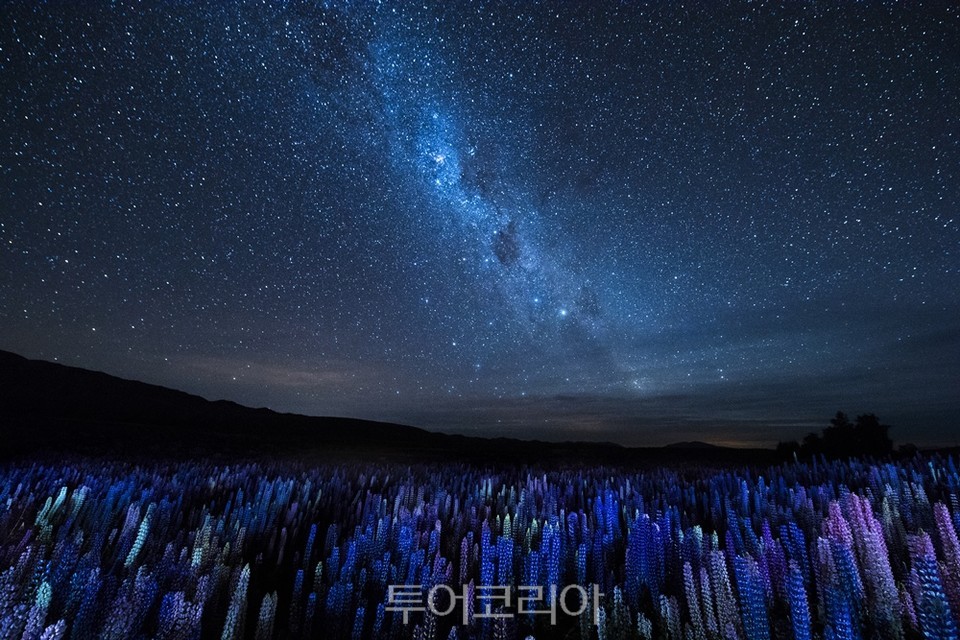 뉴질랜드의 밤하늘과 루핀 Junji Takasago