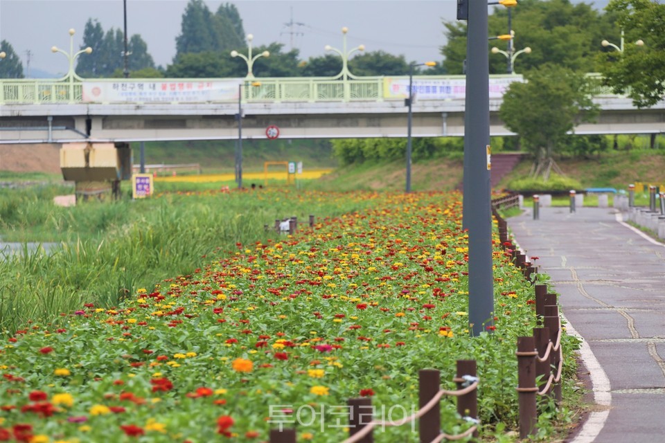 장성 황룡강변 꽃정원
