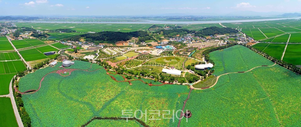 무안연꽃축제 개최 장소 '무안 회산백련지' 전경
