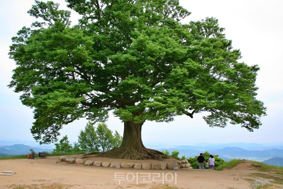 성흥산 사랑나무