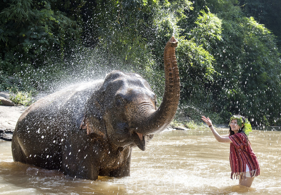 태국 치앙마이 코끼리 먹이주기 체험 / 사진-치앙마이엘리펀트프렌즈 제공