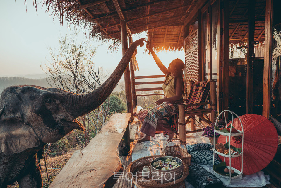 태국 치앙마이 코끼리 먹이주기 체험 / 사진-치앙마이엘리펀트프렌즈 제공