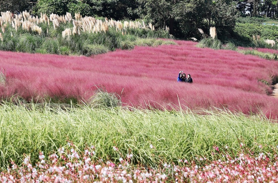함평 석두마을 핑크뮬리 들녘 전경