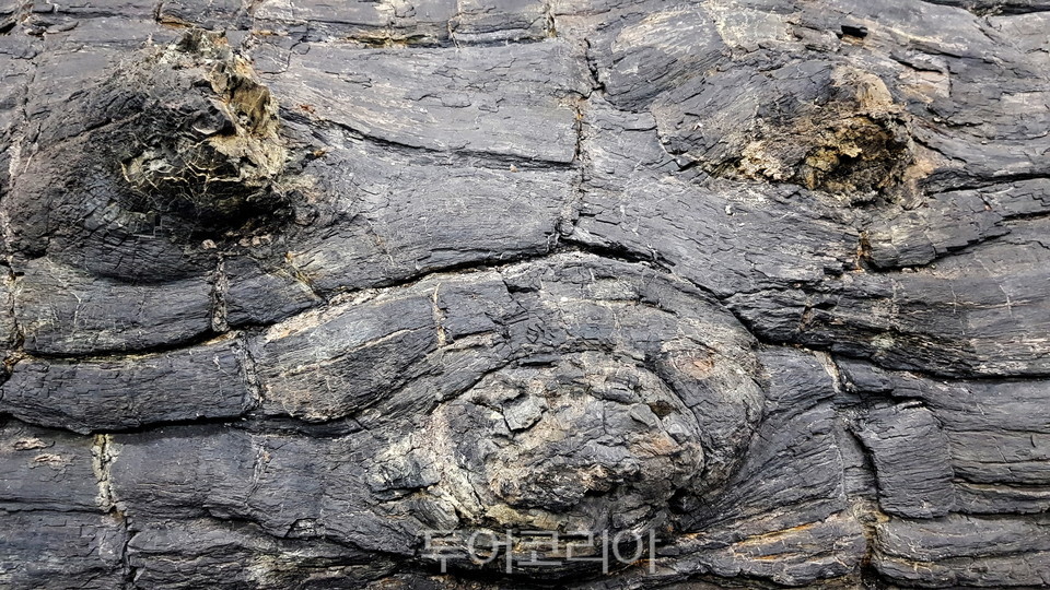 포항 금광리 신생대 나무화석