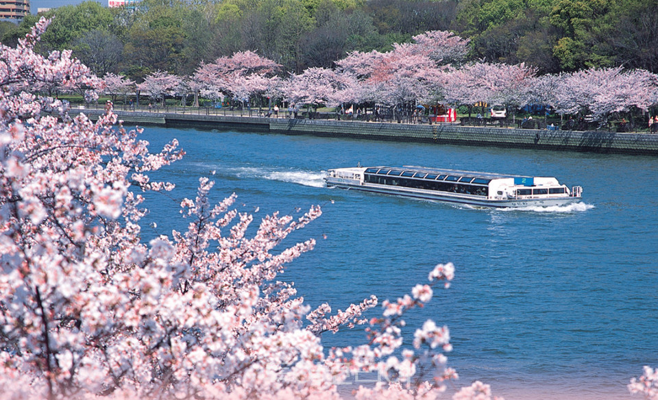 일본벚꽃 풍경/사진-하나투어