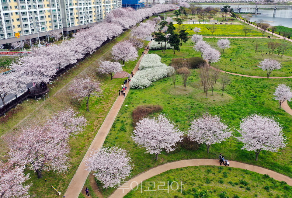 삼문동 수변공원을 따라 피어있는 벚꽃 전경