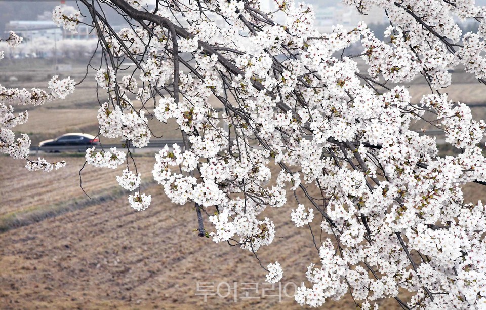 시흥 호조벌로 벚꽃