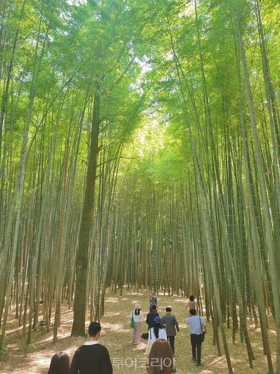 팸투어 참가자들이 고창읍성 맹종죽림 대나무숲을 둘러보고 있다.