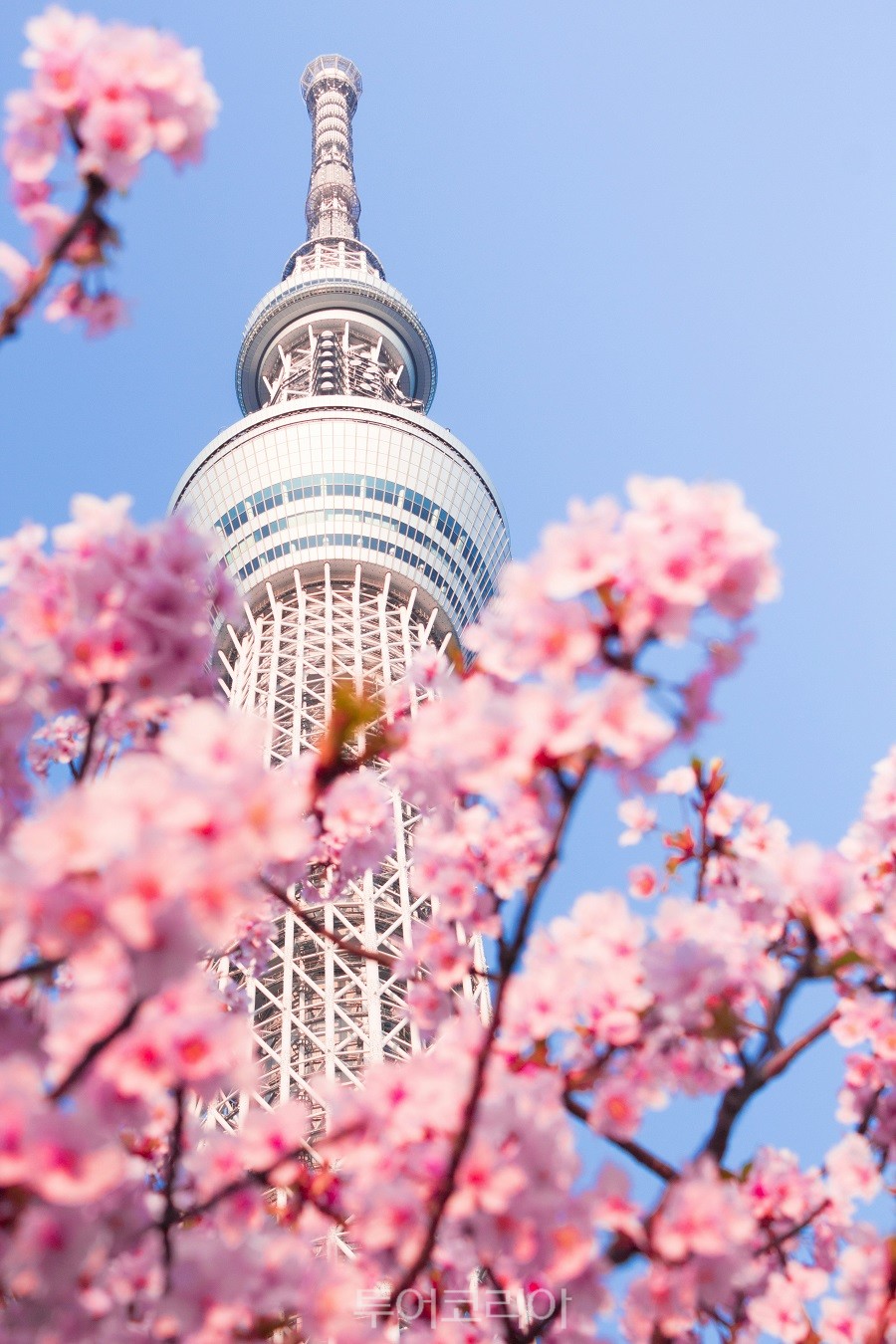 도쿄 벚꽃/사진-하나투어