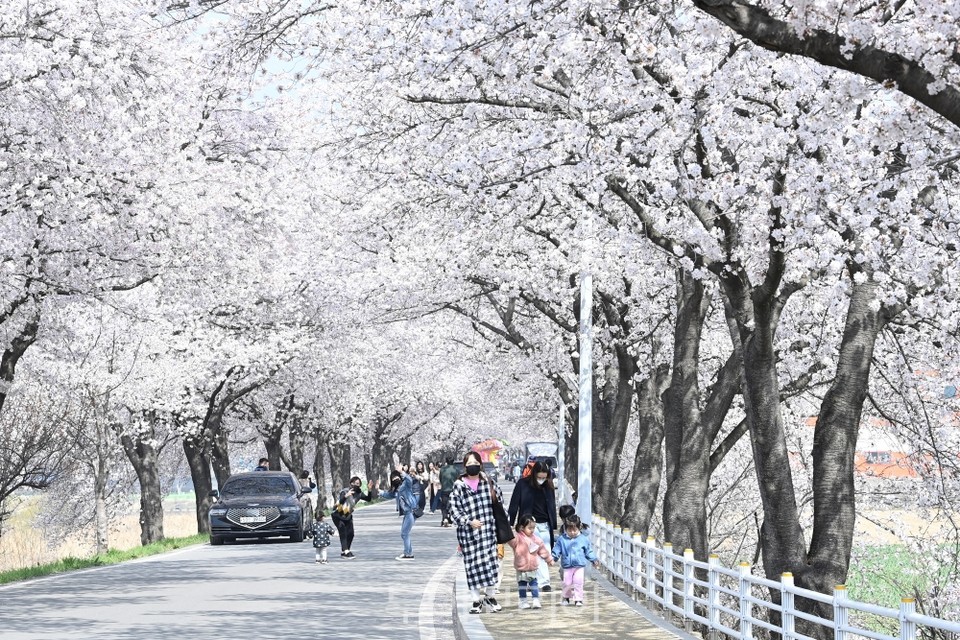 달창지길 벚꽃축제/사진-달성군