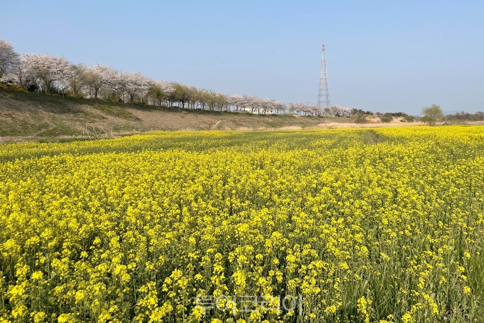 영산강둔치체육공원의 유채꽃밭과 둑길의 벚꽃이 어우러진 풍경.사진 제공 @나주시청
